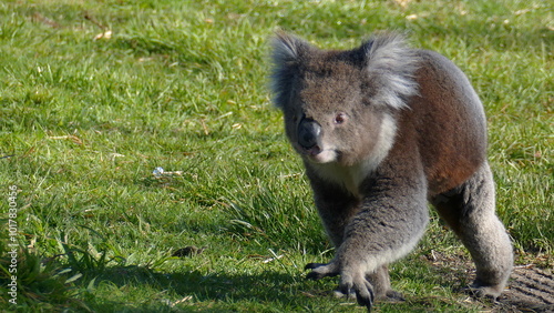 Photography koala in the forest