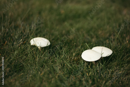 Autumn time, porcini mushrooms grow in the forest in grassy areas.