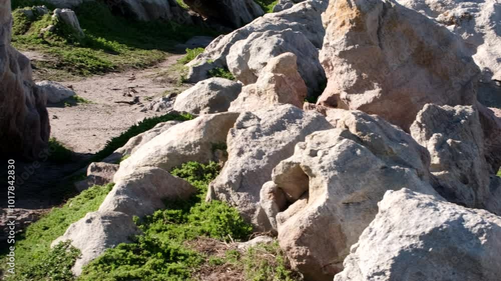 Jackass penguin navigates between coastal boulders at Stony Point, Betty's Bay Jackass penguin navigates between coastal boulders at Stony Point, Betty's Bay