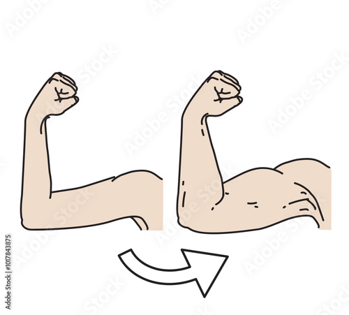 different grown up change phase before and after biceps muscle up hands gesture easy line illustration black line on white background