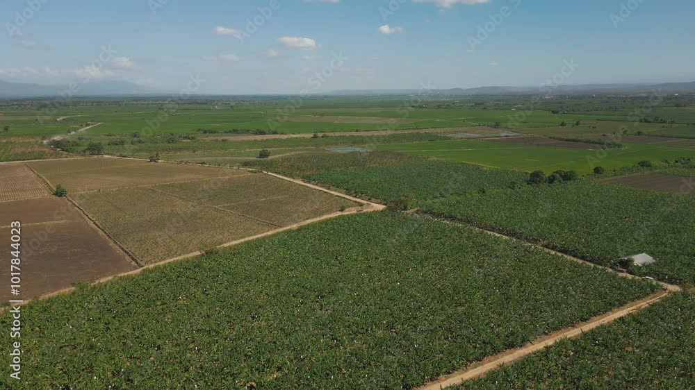 Aerial view of the paddy fields in La Minta, Dominican Republic, capturing the vast agricultural landscape under a clear sky Aerial view of the paddy fields in La Minta, Dominican Republic, capturing the vast agricultural landscape under a clear sky