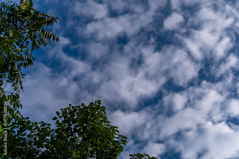 Tree branches against scattered clouds in sunny blue sky, Uttarakhand, India Tree branches against scattered clouds in sunny blue sky, Uttarakhand, India