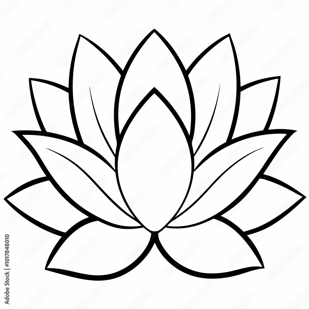 lotus flower lotus flower