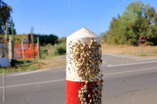 White Garden Snails Theba pisana on a traffic sign. Provence, Southern France, Europe photo