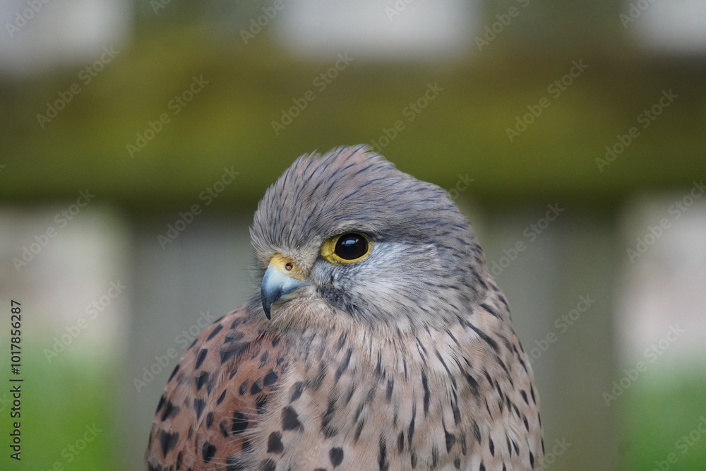 Fototapeta premium Kestrel