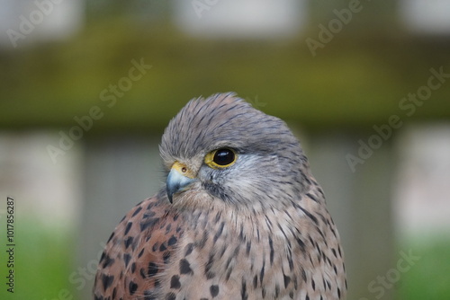 Kestrel