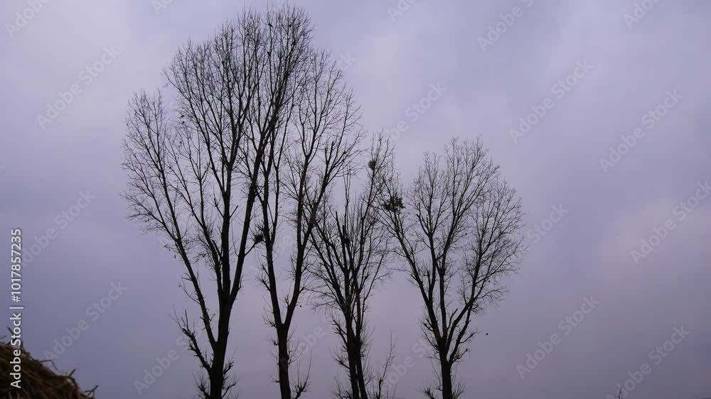 Panning up on tall leafless trees or deciduous trees in cloudy and gloomy weather. Panning up on tall leafless trees or deciduous trees in cloudy and gloomy weather.