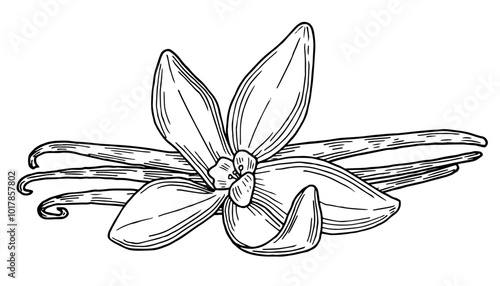 Vanilla pods hand drawn