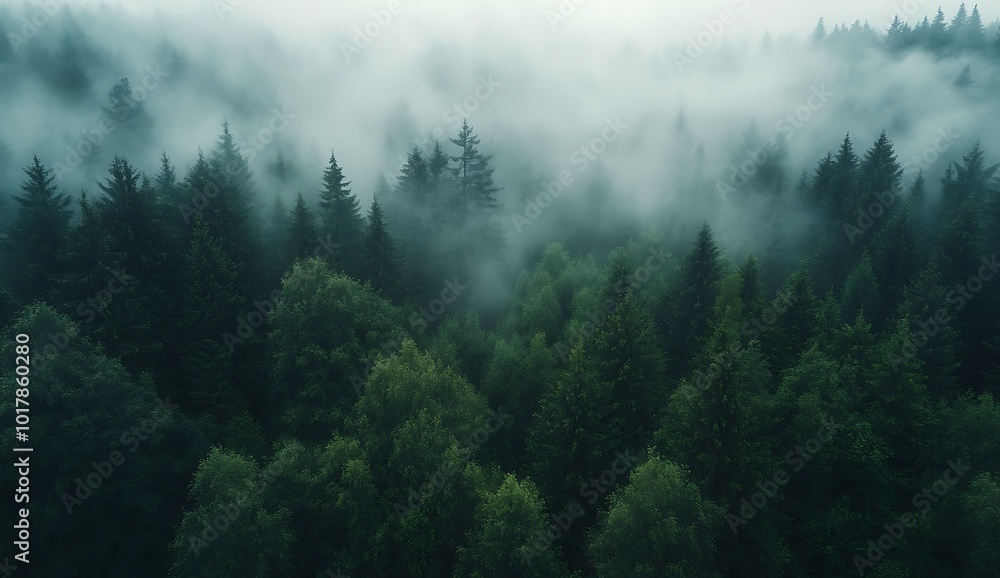 Aerial view of a foggy forest, forest landscape, green trees Aerial view of a foggy forest, forest landscape, green trees