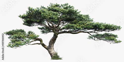 Free Monkey Puzzle Tree PNG Image Transparent Background

