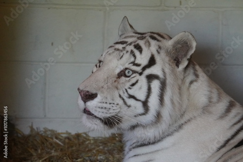 White Bengal tiger photo