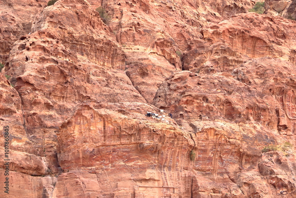Naklejka premium Goats in the area of Wadi Musa, Petra, Jordan