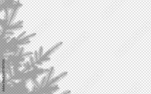 Shadow overlay from a pine tree branch isolated on a transparent background.