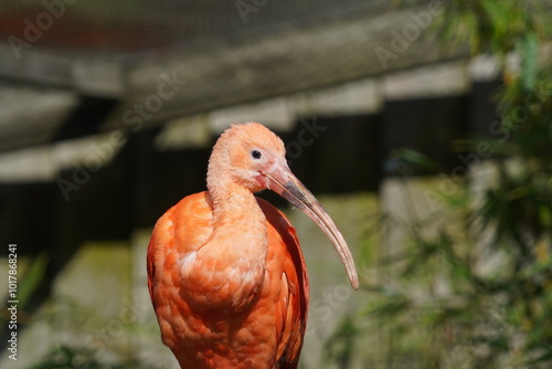 Scarlet ibis photo