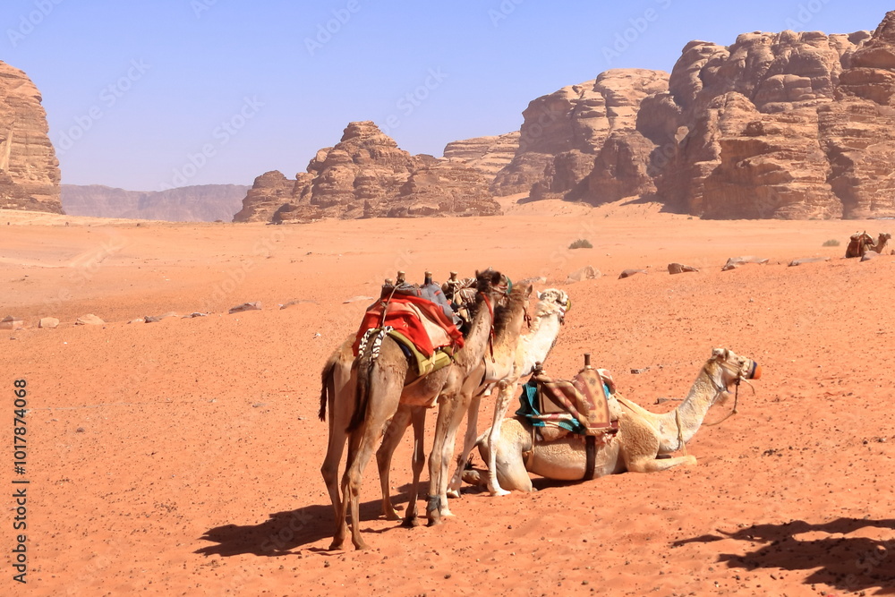 Fototapeta premium Camels in a Wadi Rum desert, Jordan