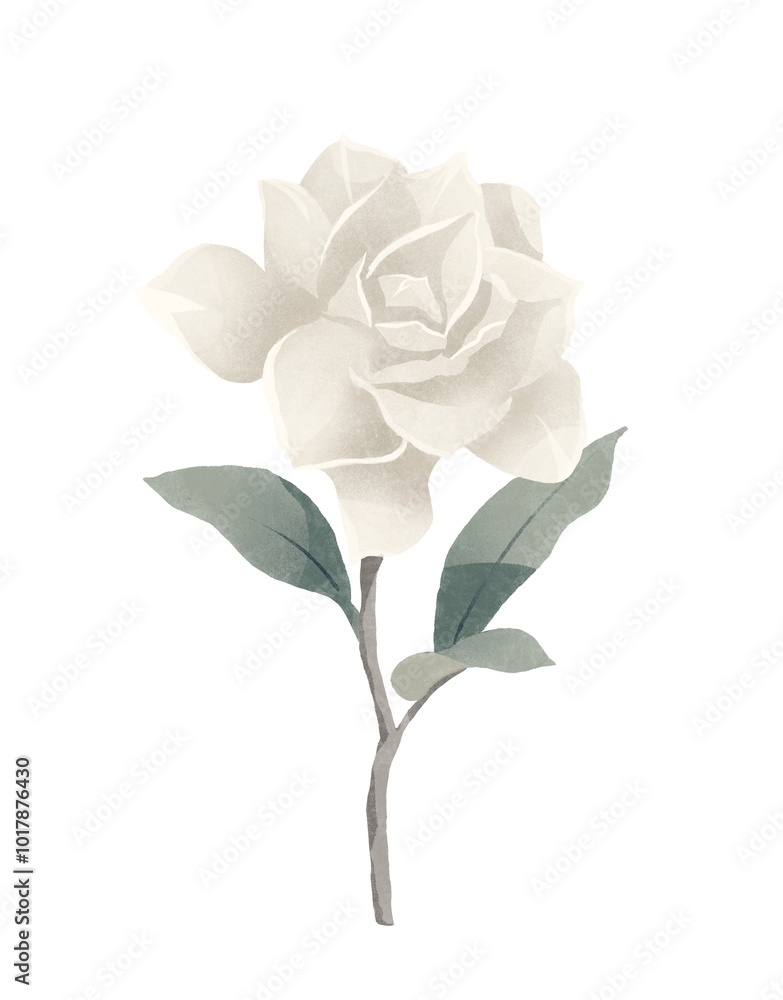 Obraz premium single white rose