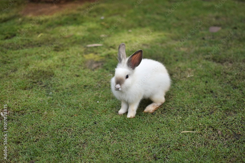 Cute white rabbit, domestic pet on the grass. Rabbit farm Cute white rabbit, domestic pet on the grass. Rabbit farm