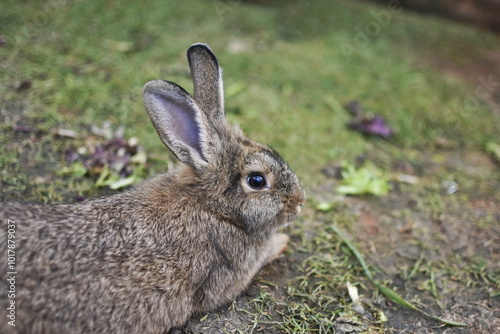  Easter animal pet bunny concept. tiny furry baby brown white bunny rabbits playful on the meadow. 