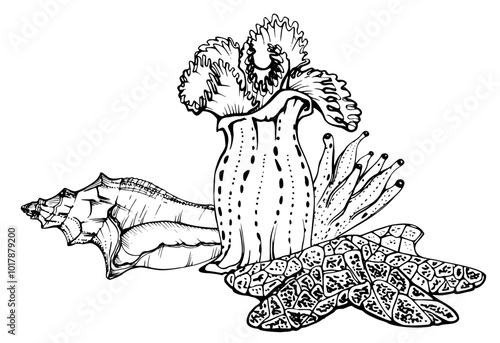 Marine life, sea ocean underwater creatures fish, shells algae seaweed, Ink and pen sketch hand drawn. Composition illustration, stylized, isolated on white. For zoo shop, aquarium, cosmetics, resort