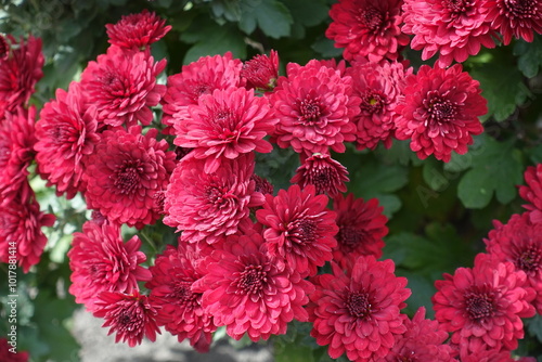 Multitude of red flowers of Chrysanthemums in October photo