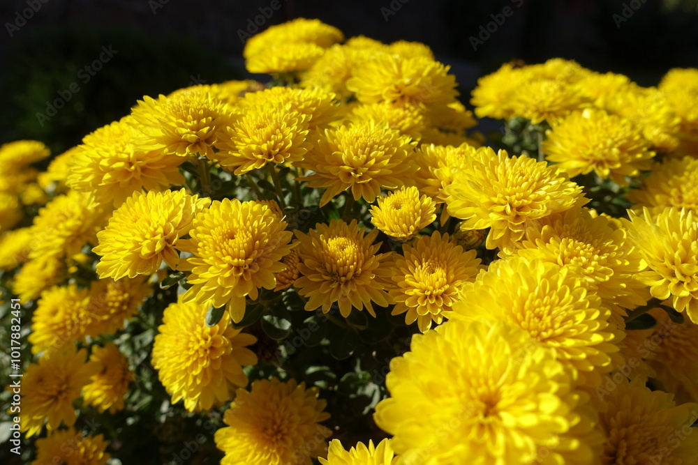 Profusion of yellow flowers of Chrysanthemums in October Profusion of yellow flowers of Chrysanthemums in October
