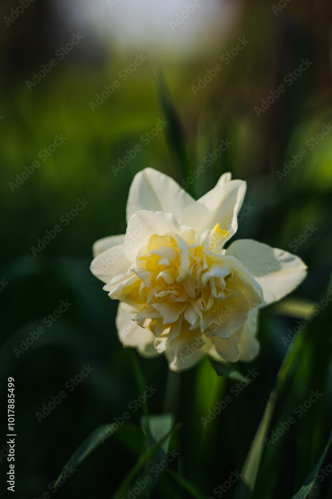 Narcissus in the garden. Peony daffodil in the garden. A large yellow flower. Vertical photo. Narcissus in the garden. Peony daffodil in the garden. A large yellow flower. Vertical photo.