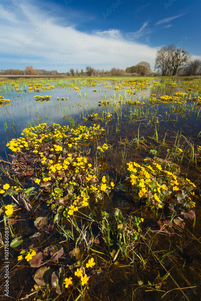 Fototapeta premium Yellow marsh-marigold flowers growing in water in a meadow
