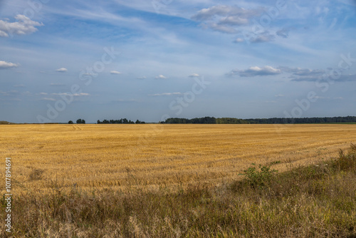 A field of yellow grass with a blue sky in the background