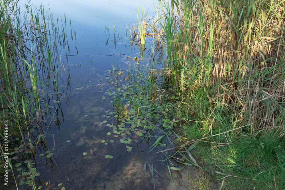 A body of water with a lot of plants and grass around it A body of water with a lot of plants and grass around it