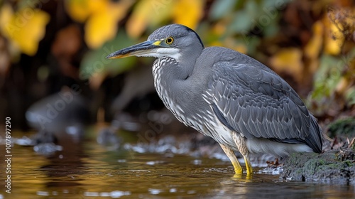 Elegant Heron in Natural Habitat with Delicate Feathers