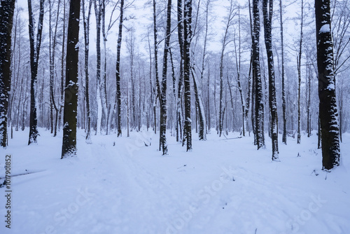 A forest winter with trees. cold snow tree concept. tall trees in a forest in winter with snowy skies and white clouds. a forest in winter with tall trees in white with lifestyle snowy skies.