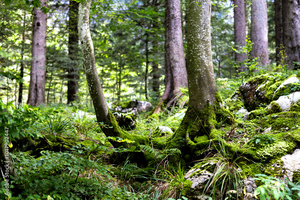 mossy tree roots in alpine woods with backlighting mossy tree roots in alpine woods with backlighting