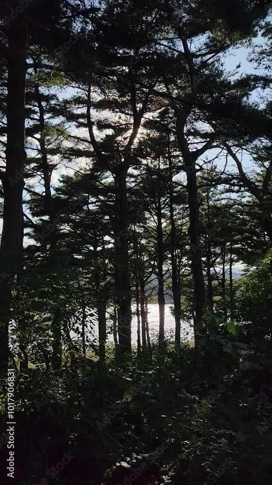Afternoon in the woods in Goseong, South Korea Afternoon in the woods in Goseong, South Korea
