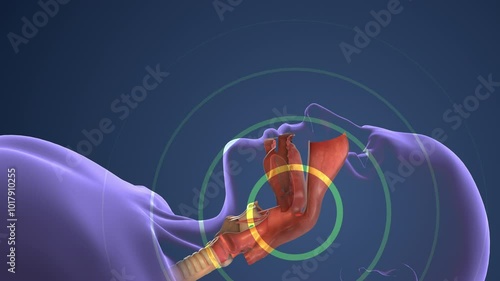 Respiratory System Managing Normal Breathing and Snoring During Sleep