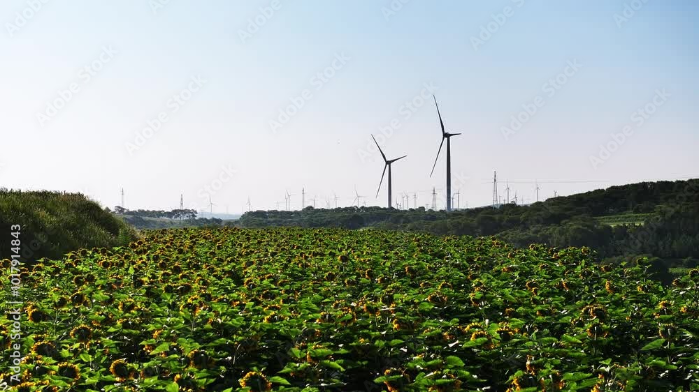 wind power turbines in field wind power turbines in field