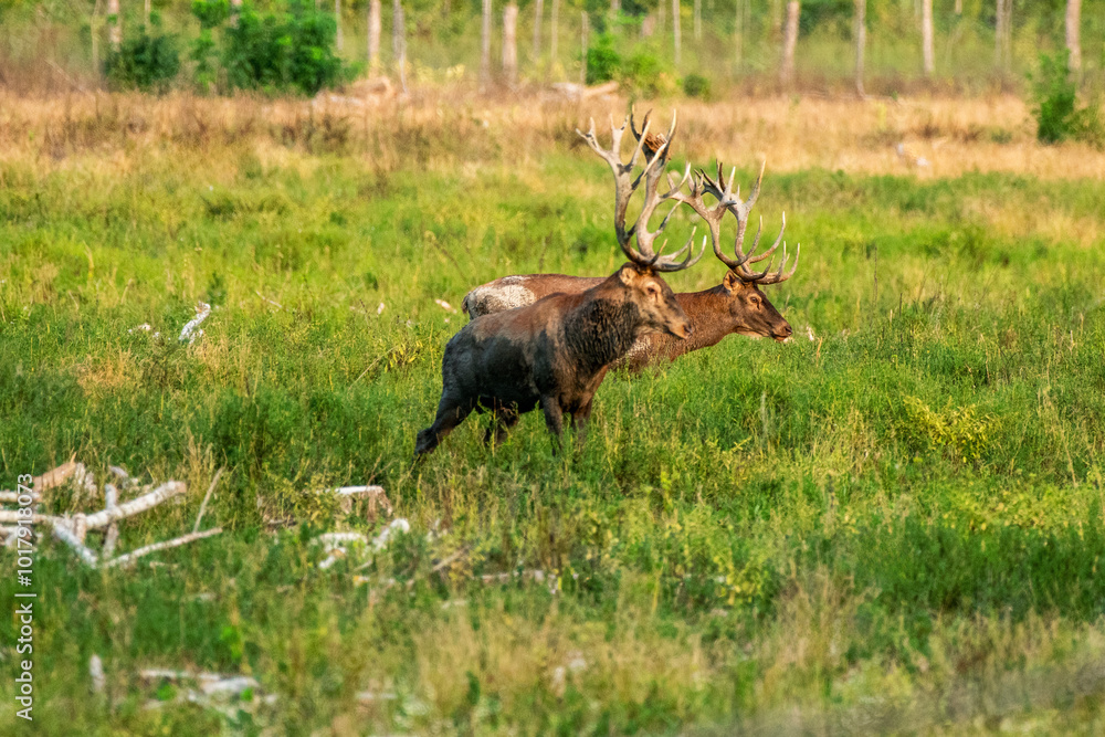 Fototapeta premium Two majestic deer standing in lush green meadow view