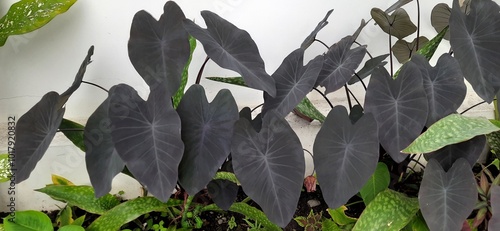 Colocasia esculenta. Black Magic Elephant ear plant leaf texture and detail background