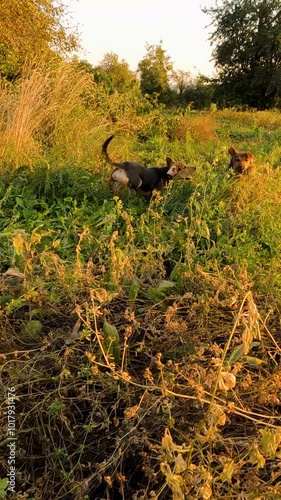 puppies play in the garden. dogs are playing on the grass