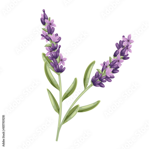 Lavender flowers, cartoon plant of French field. Twig with green leaves and blossoms, herbal decoration of Provence. Summer nature, botany mascot, cartoon rustic lavender branch vector illustration