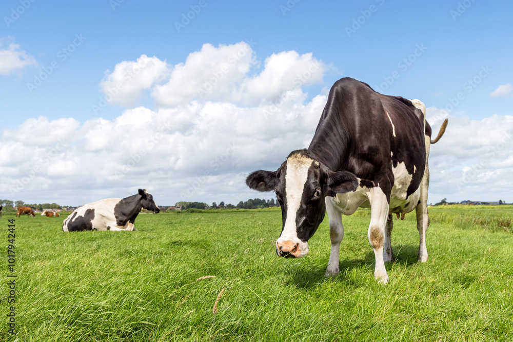 Cow grazing in field standing, blue sky Cow grazing in field standing, blue sky