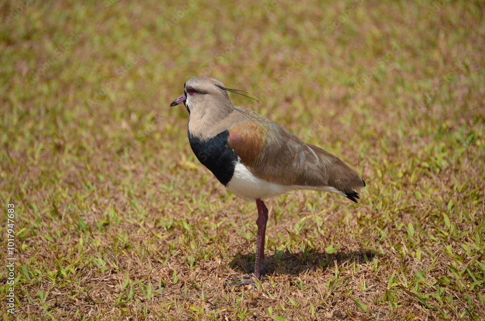 Southern lapwing is a bird belonging to the Charadriidae family. It prefers to live in low-lying areas, in fields, beaches, marshes, mangroves and humid floodplains. Southern lapwing is a bird belonging to the Charadriidae family. It prefers to live in low-lying areas, in fields, beaches, marshes, mangroves and humid floodplains.