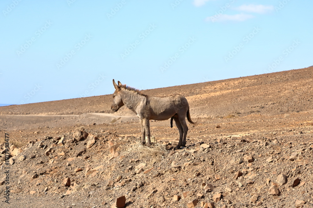 male donkey in an erection at Fuerteventura, Canary Islands, Spain male donkey in an erection at Fuerteventura, Canary Islands, Spain