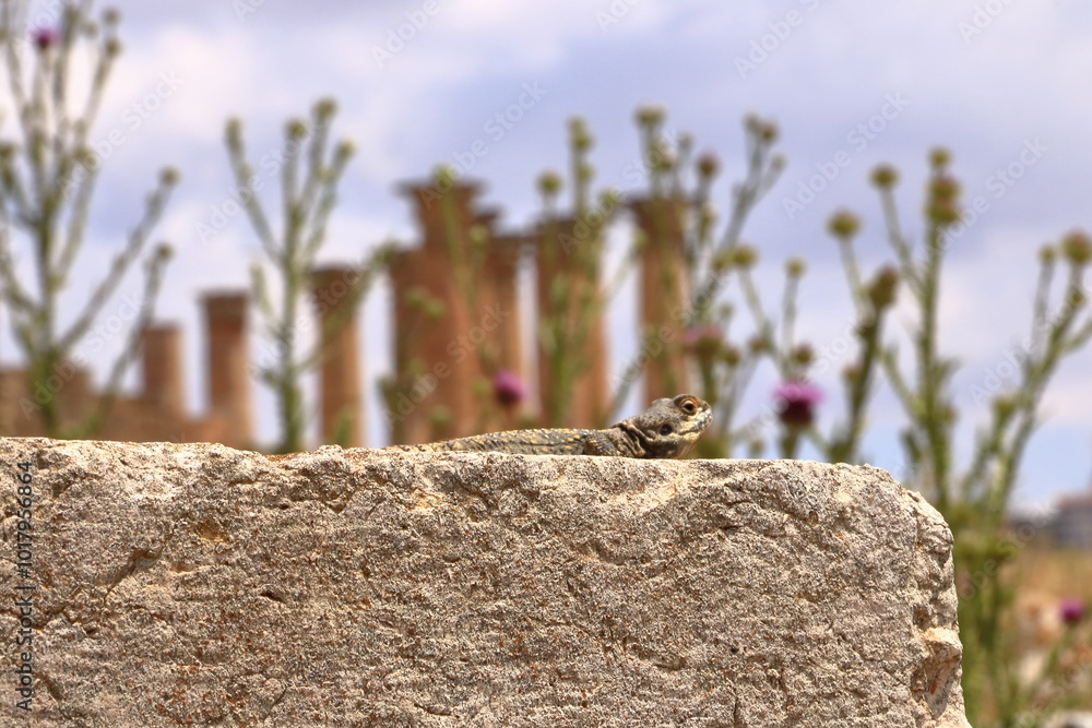 Well camouflaged lizard at Jerash archaeological site, Jordan Well camouflaged lizard at Jerash archaeological site, Jordan