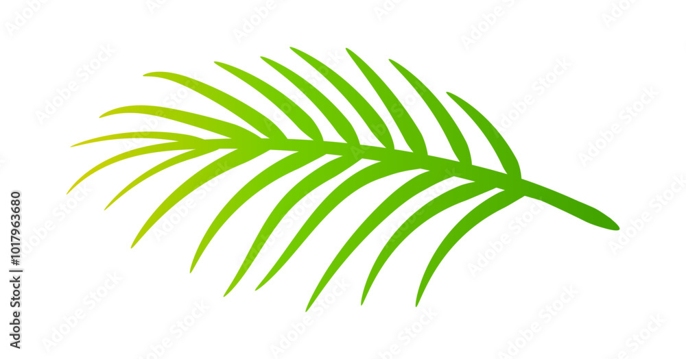 Fototapeta premium coconut leaves, coconut palm leaf, coconut branch