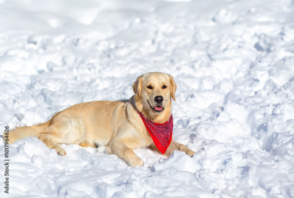 Golden retriever on a winter day in the snow. Golden retriever on a winter day in the snow.