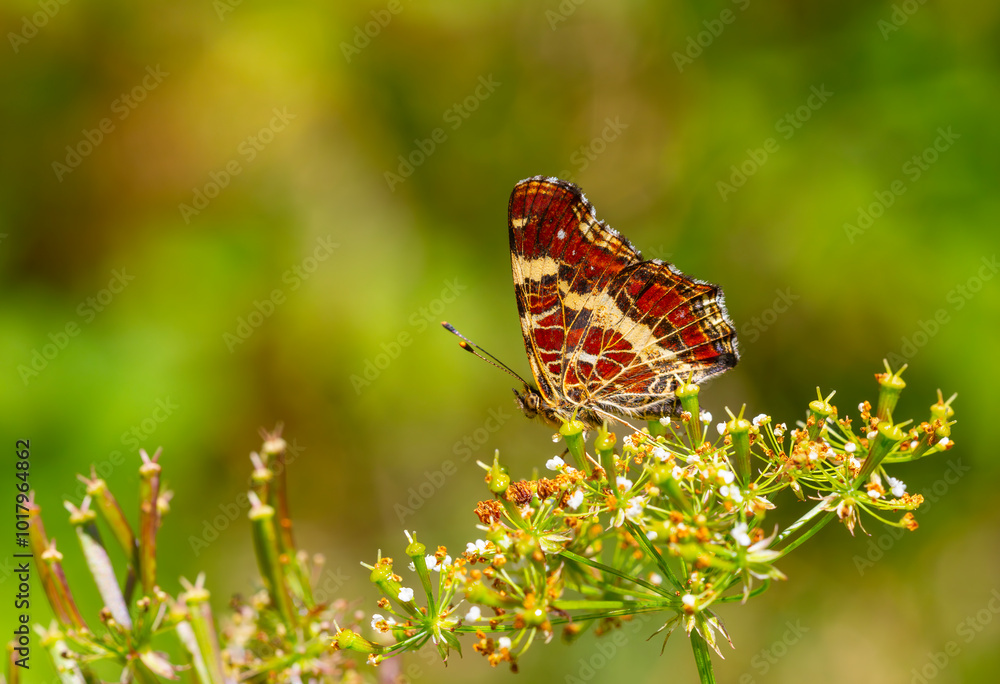 map butterfly feeding on flower, European Map, Araschnia levana map butterfly feeding on flower, European Map, Araschnia levana