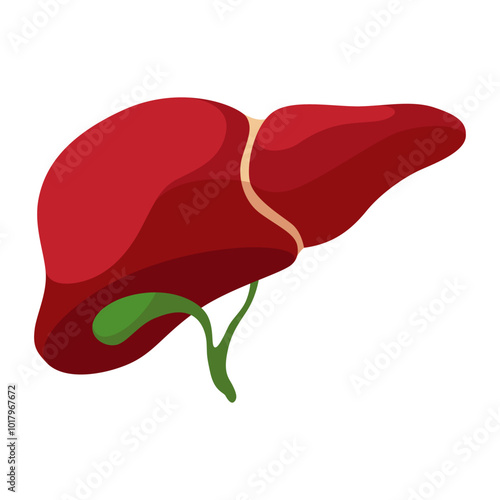 Internal human body organ - liver, info poster. Medical anatomy infographic element. Medicine concept, healthcare. Vector illustration