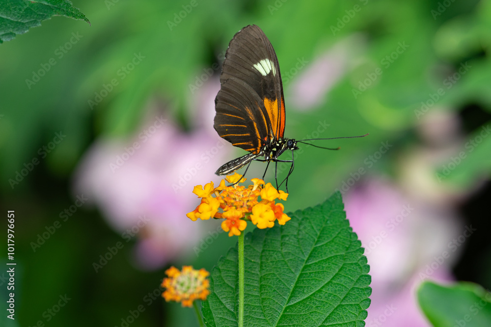 macro closeup photo shoot of a black and orange butterfly on a orange flower macro closeup photo shoot of a black and orange butterfly on a orange flower