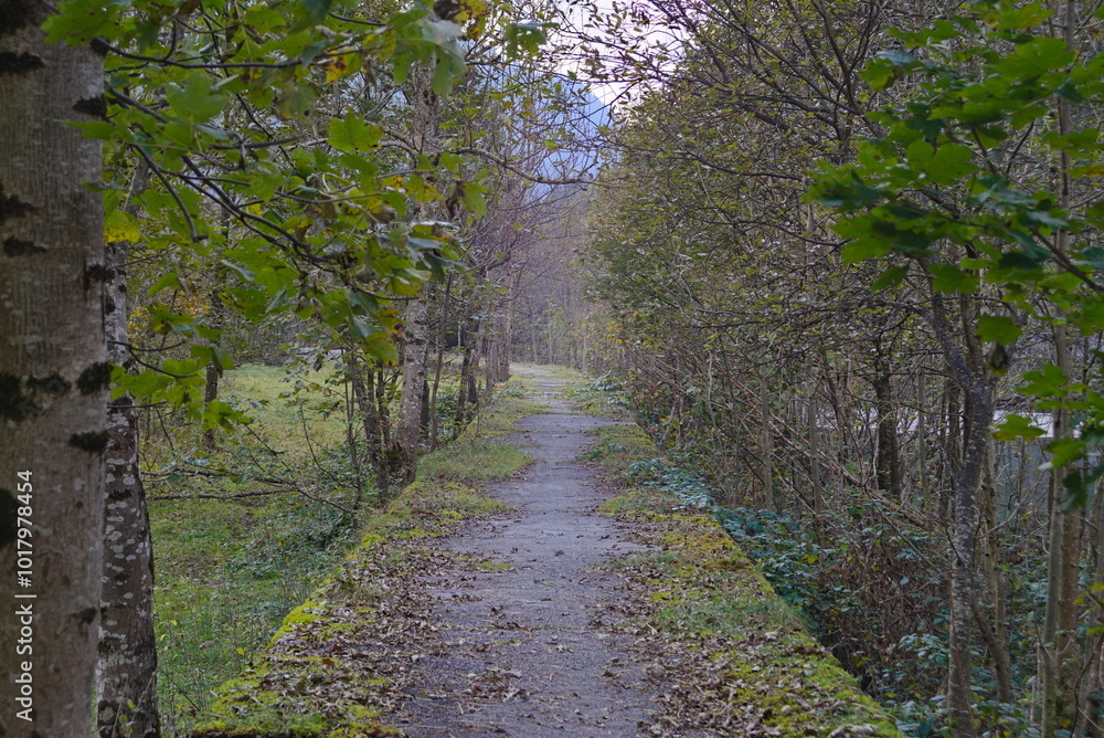 Fototapeta premium La strada nel bosco