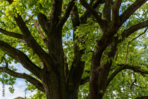 Large remarkable oak in a wild forest. View of the crown from below, from the foot of the tree. Trunk, thick branches and foliage. High quality photo